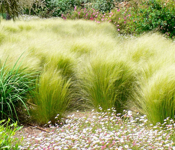 La musique des plantes